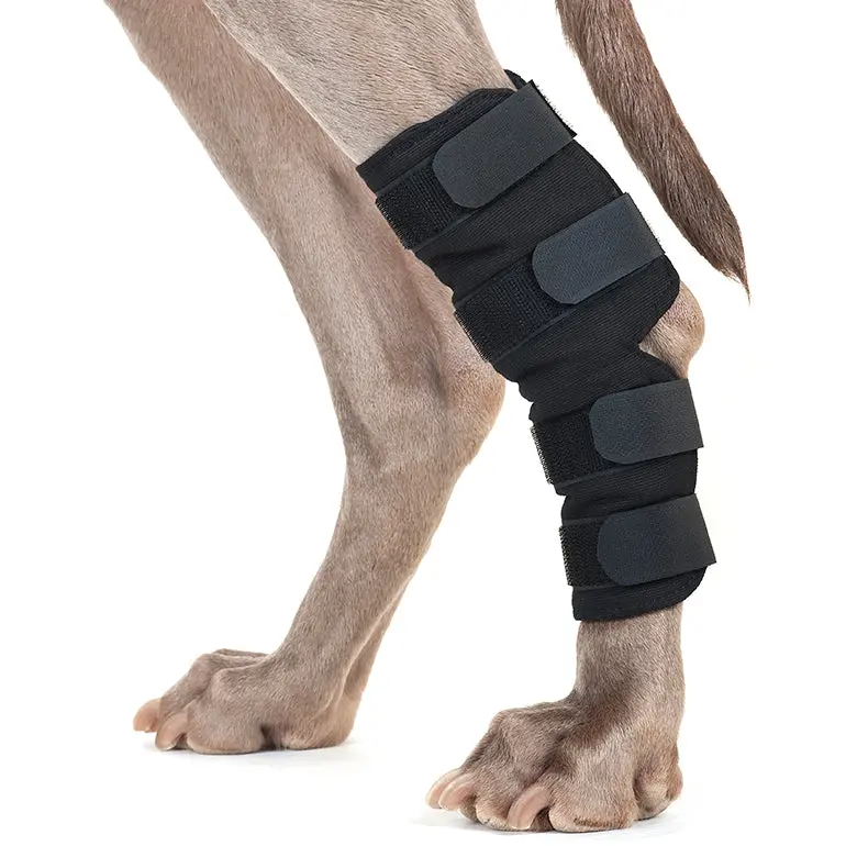 Back On Track Dog Hock Wrap 1