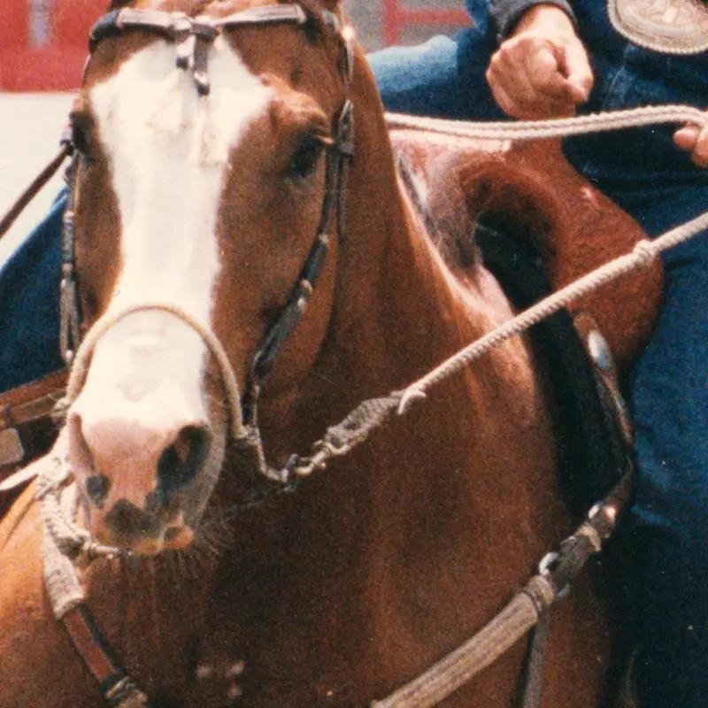 Classic Equine Bozo Sidepull 2