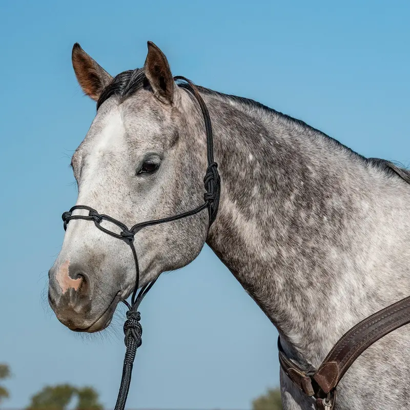 Classic Equine Chain Link Rope Halter 2