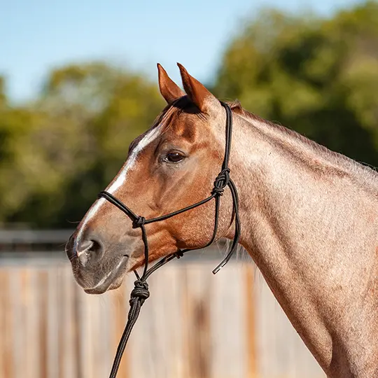 Classic Equine Solid Rope Halter With 9' Lead Rope- Black 2