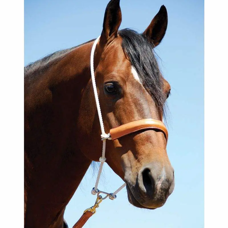 Martin Saddlery Head Setter With Leather Covered Rope Noseband 1