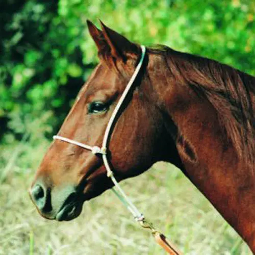 Martin Saddlery Nylon Rope Head Setter 2
