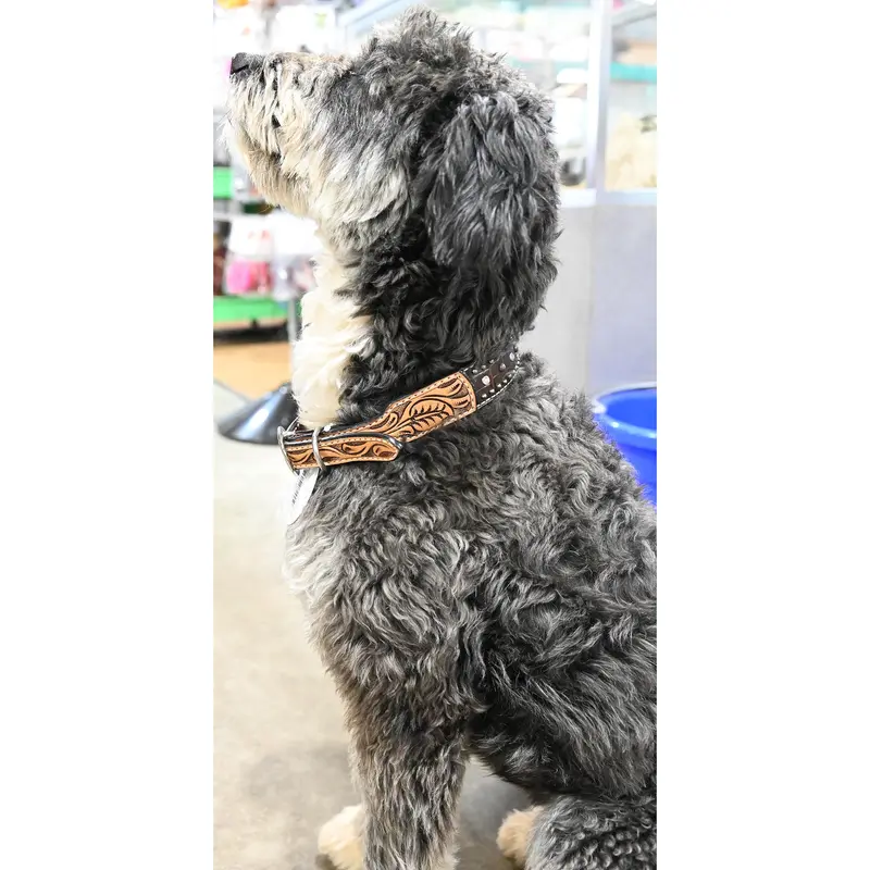 Rafter T Ranch Co. Dog Collar With Chocolate Gator Overlay And Studs 3