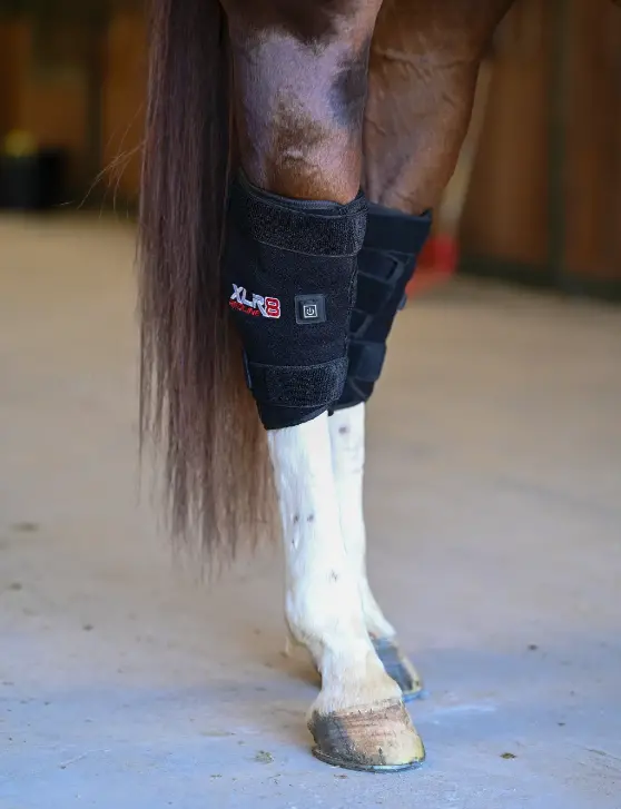 Xlr8 Equine Redline Hock Boots 1