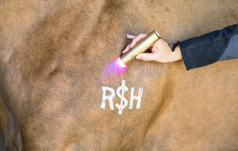 Xlr8 Equine Redline Ignite Handheld Therapy Light 1